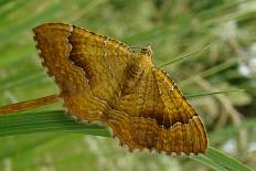 Euptychia mycalesis - Ockergelber Blattspanner (Löwenzahnspanner, Brennesselspanner)